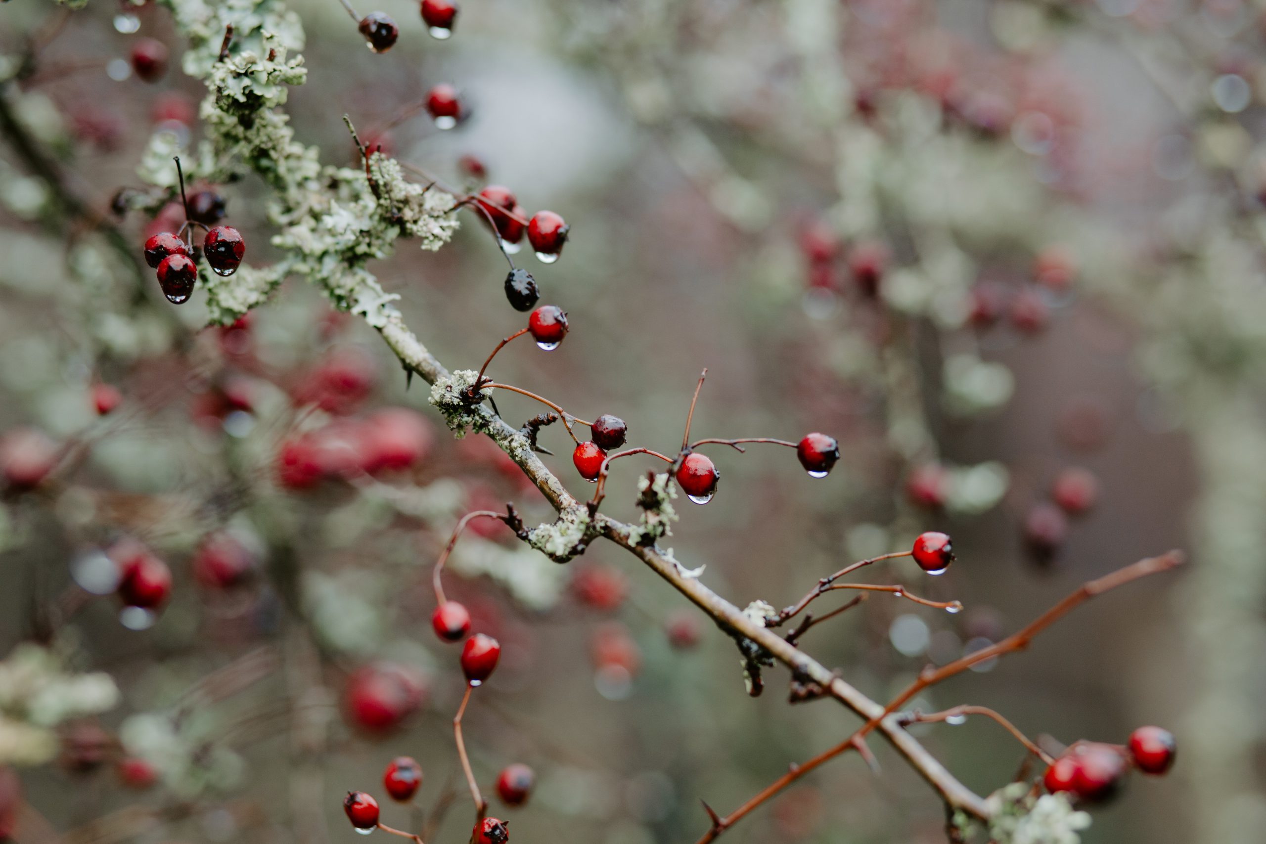 frozen berries on a tree | Photo by Ashleigh Joy Photography on Unsplash