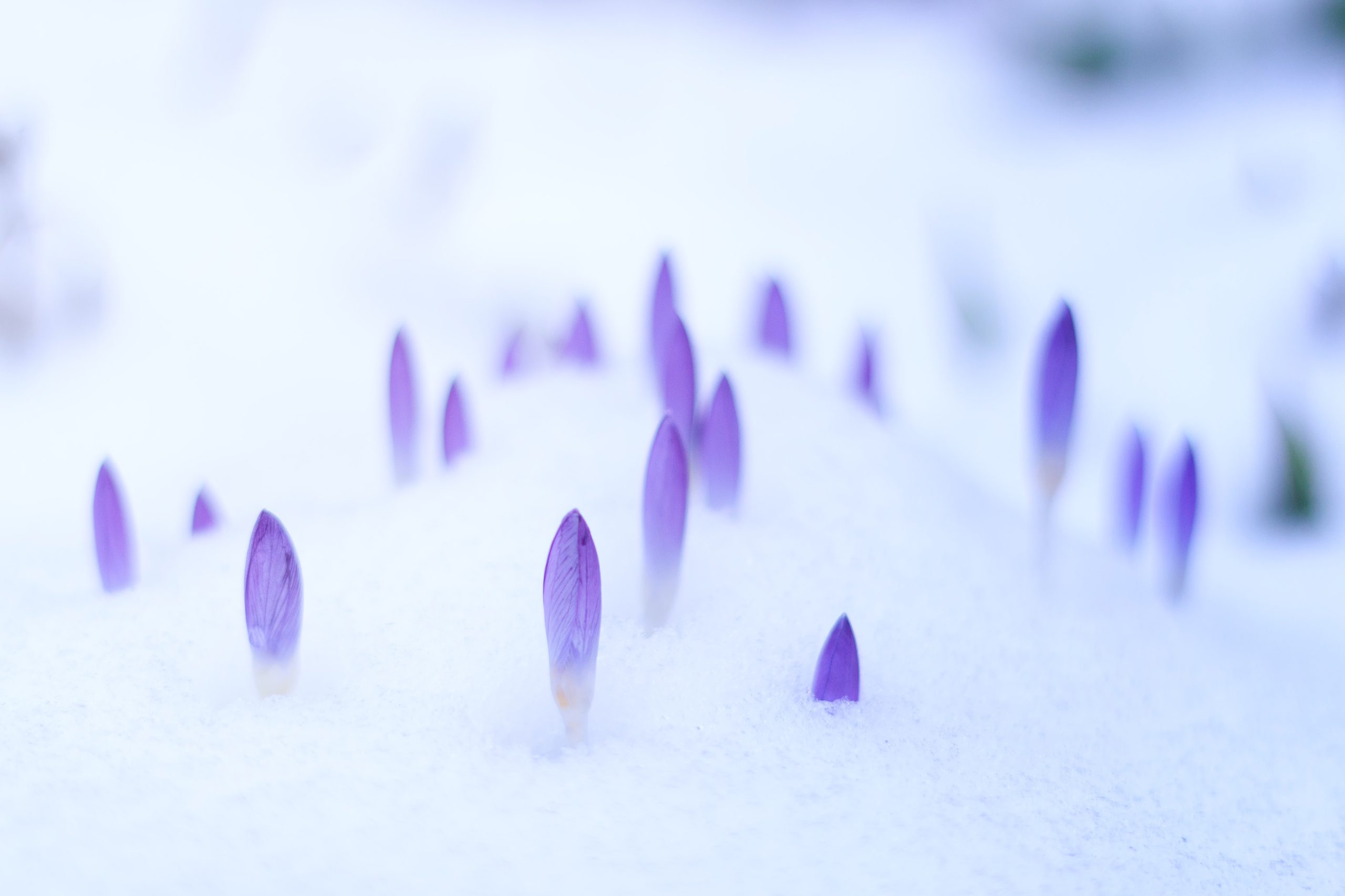 Flowers poking through the snow | Photo by Johannes Plenio on Unsplash