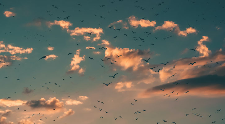 Large flock of birds in the clouds