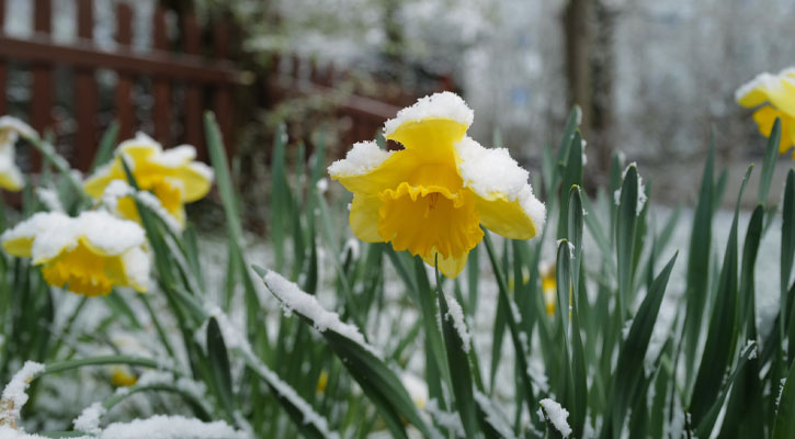Daffodils in the snow