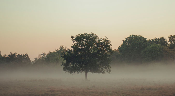 Tree surrounded by morning fog
